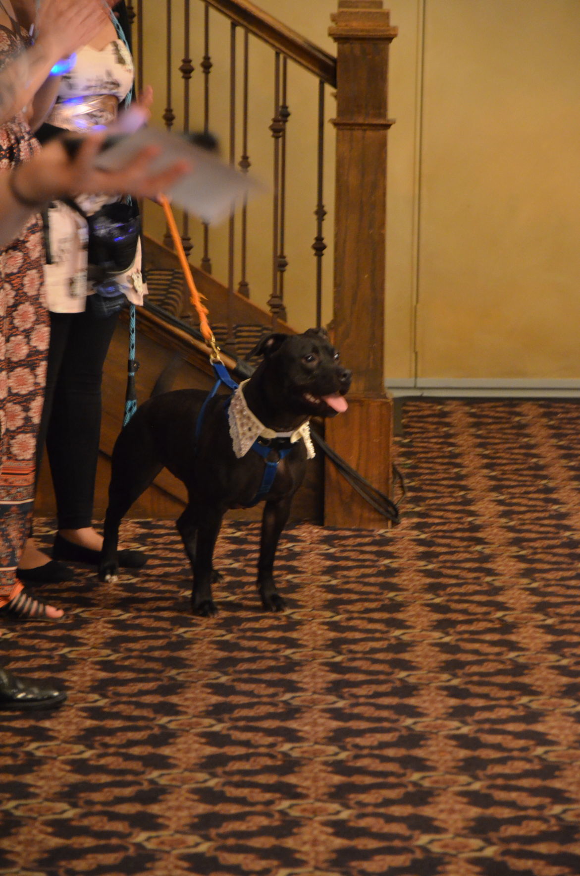 Humane Indiana Gala